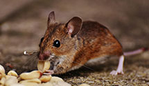 Find Exterminators in Dale County